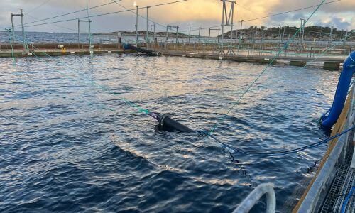 Freya submersible nanobubble generator for aquaculture oxygenation