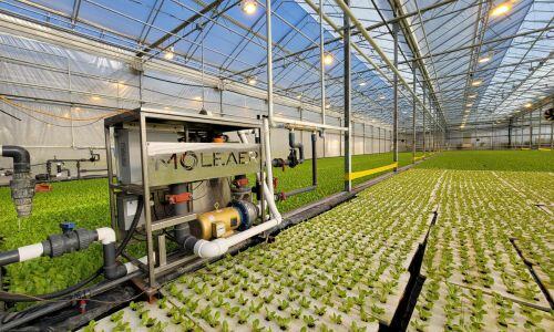 Neo lettuce hydroponics