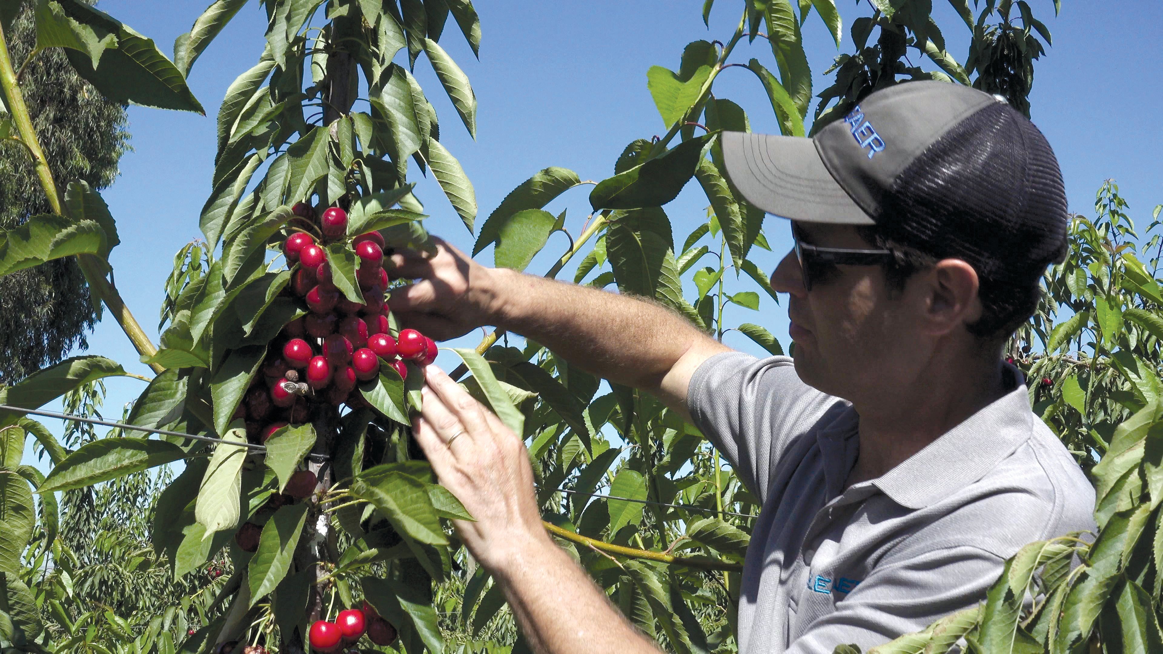 Cherry Grower in Chile