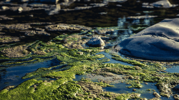 Harmful Algae Blooms in Lake