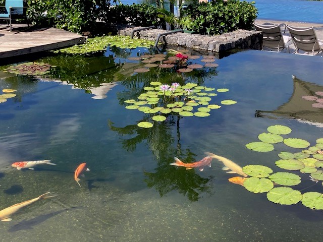 Kingfisher Install - Westin Hapuna Koi Pond