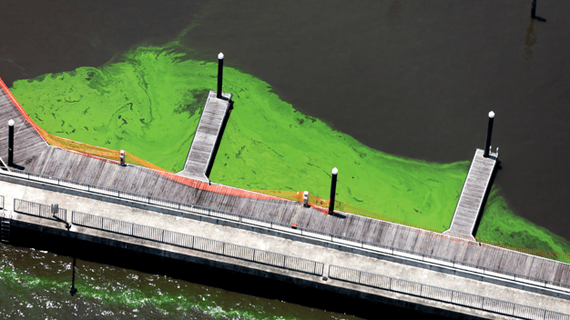 Marina Harmful Algae Blooms