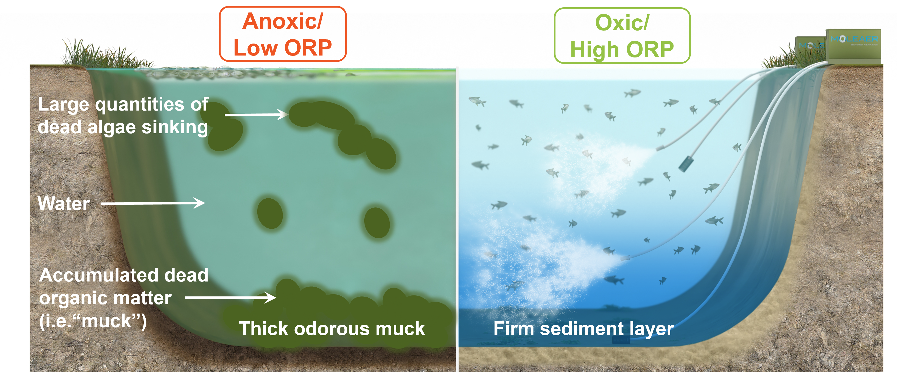 Muck Digestion With nanobubbles