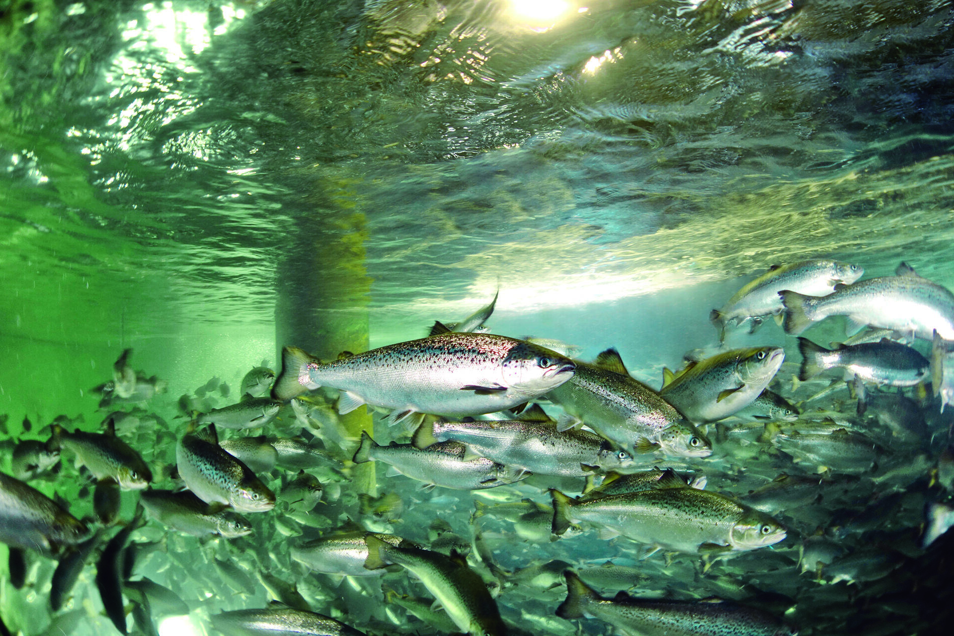 Salmon in hatchery Tank