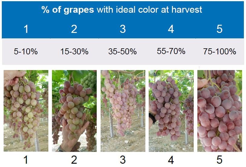 Table Grapes Ripening