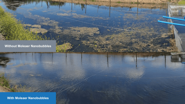 With and without Moleaer Nanobubbles on irrigation ponds in Chile