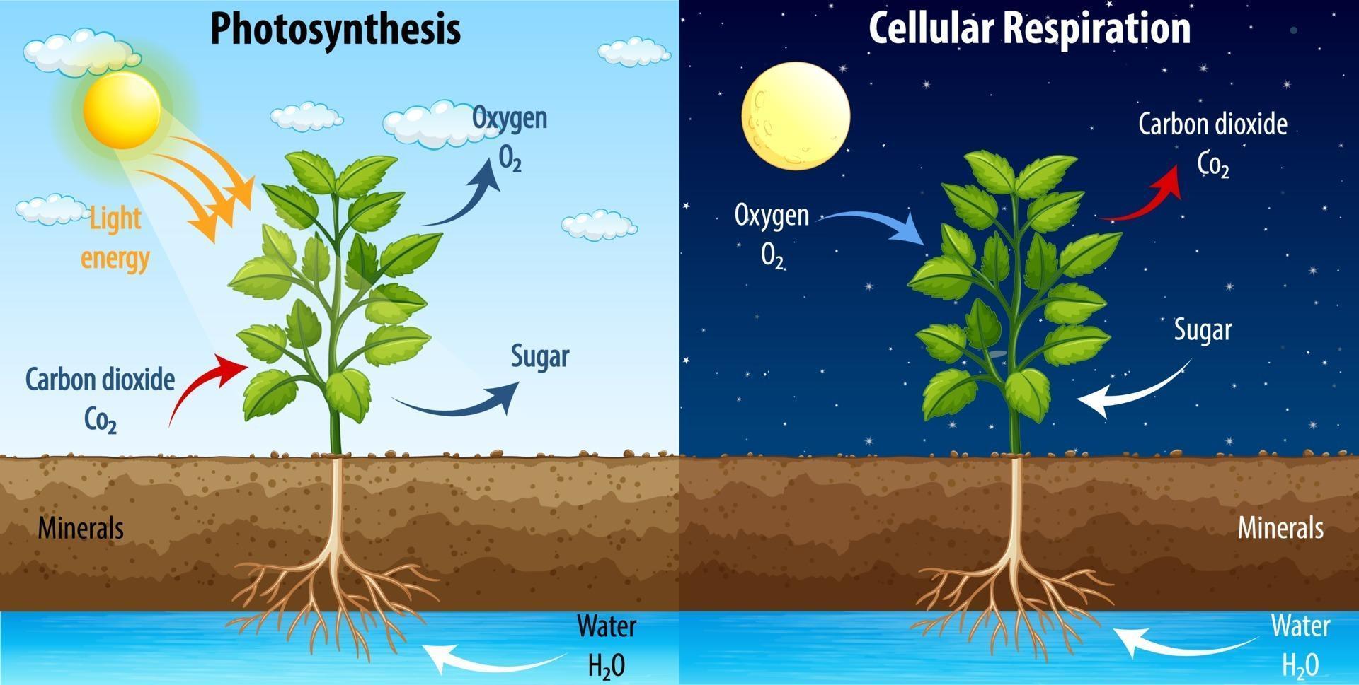 Root Respiration Why Plants Need Oxygen To Thrive   Diagram Showing Process Of Photosynthesis And Cellular Respiration Free Vector 