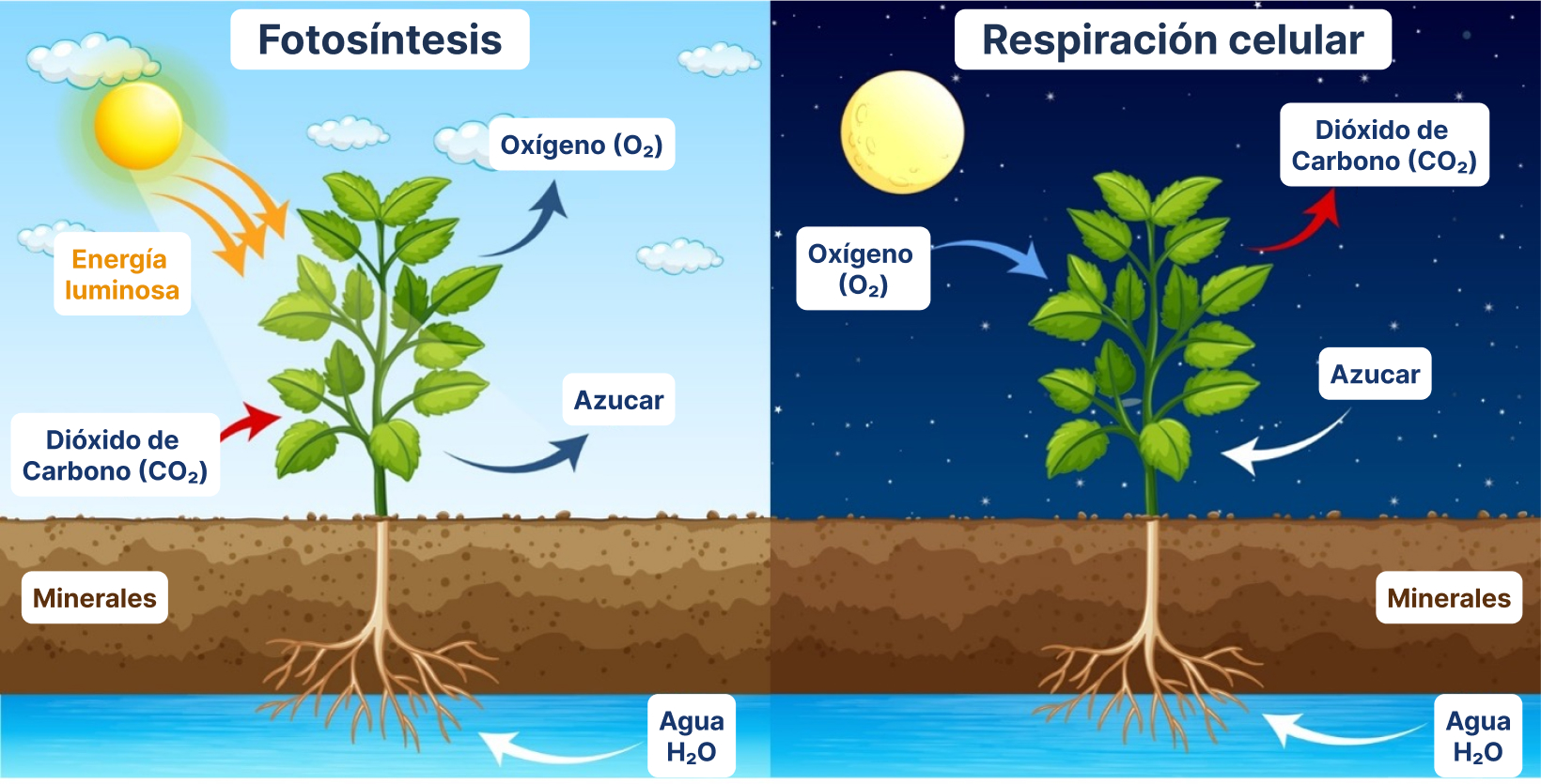 Respiración Radicular La Importancia Del Oxígeno Para Las Plantas 7659