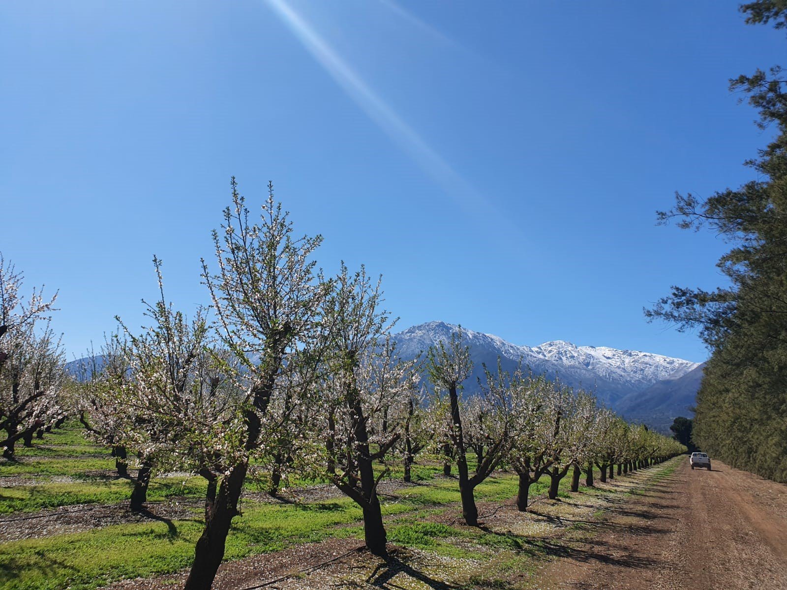 Prodalmen Almond orchard