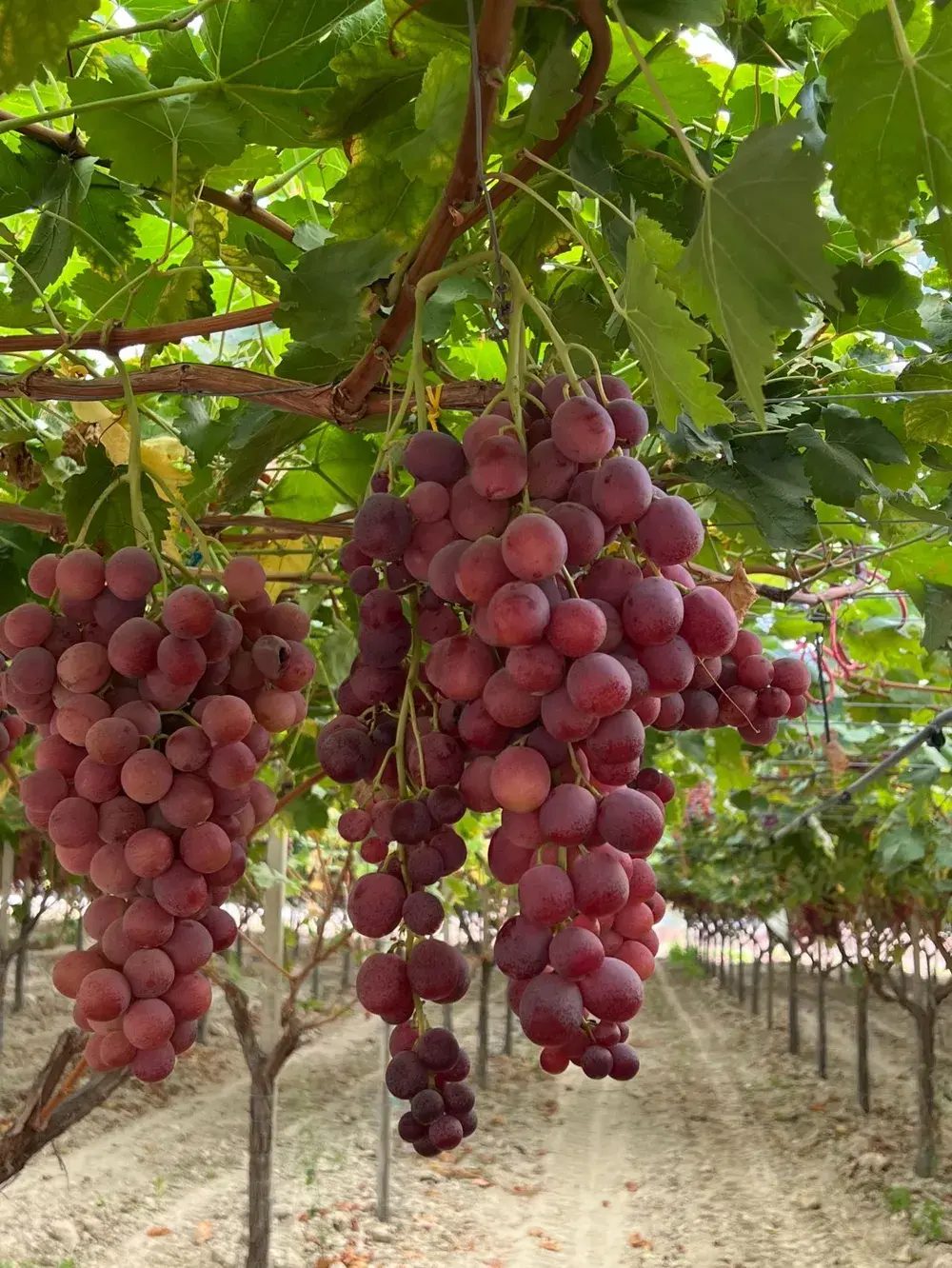 Table Grapes