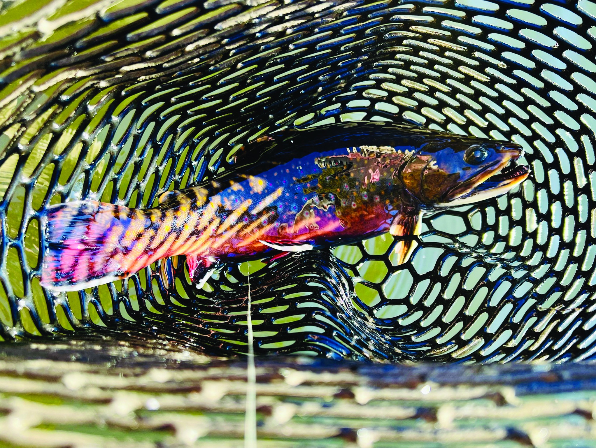 Trout Health Improved at Wisconsin Pond