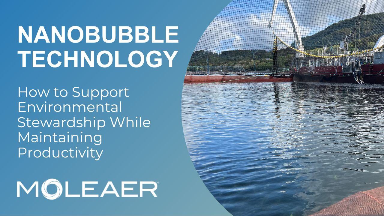 Nanobubbles in aquaculture